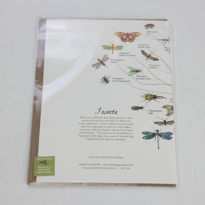 Fairhope Graphics – Engroshandel Hverdagshilsen kort – Insekter gren kort2