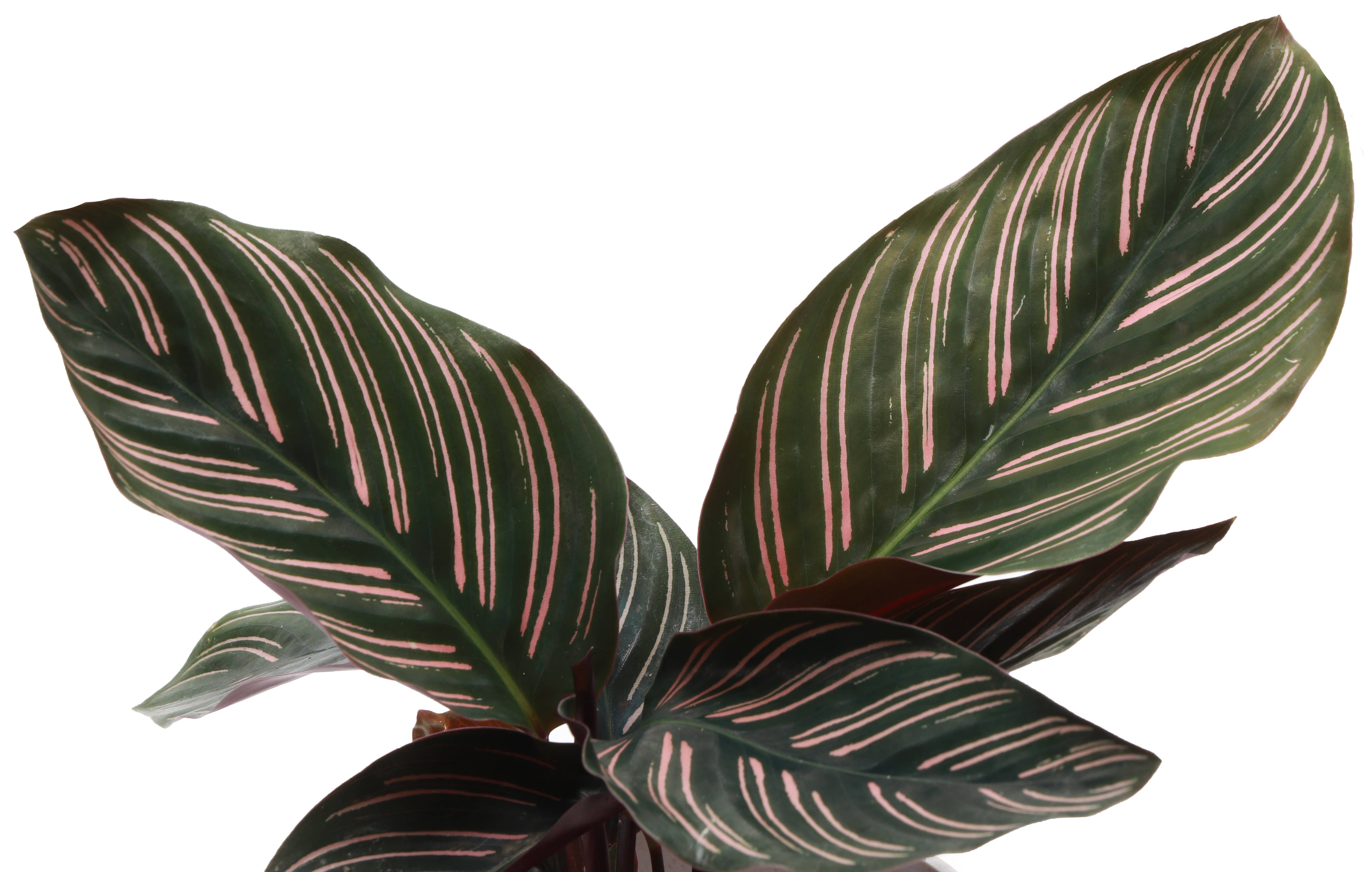 Thorsen's Greenhouse - Wholesale Live Plant - Calathea Pink Pinstripe - 4" Live Plant2
