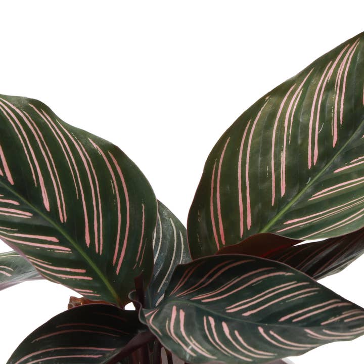Thorsen's Greenhouse - Wholesale Live Plant - Calathea Pink Pinstripe - 4" Live Plant2