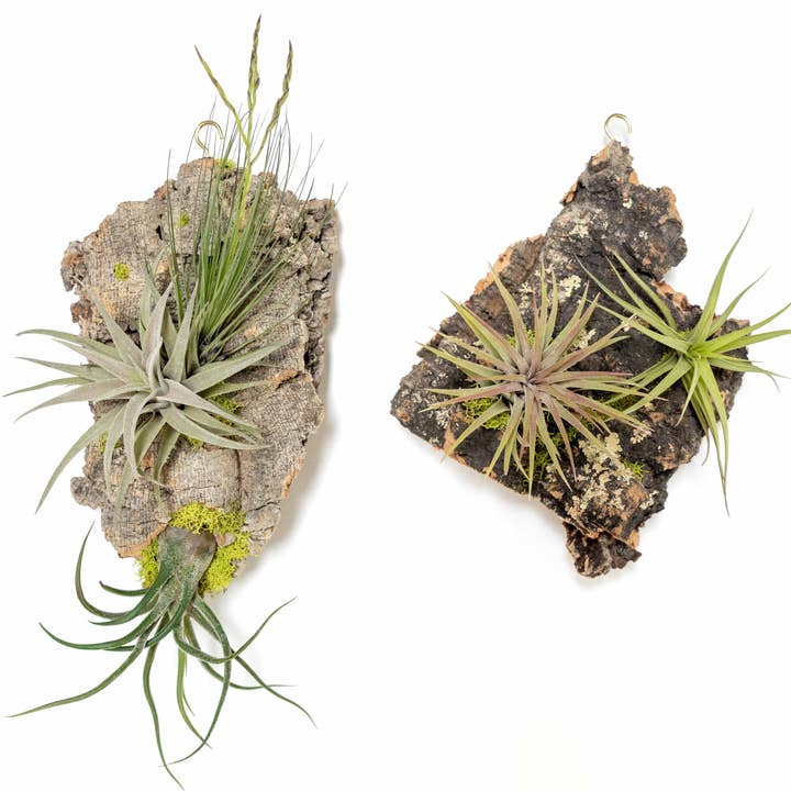 Fully Assembled Air Plant Cork Bark Displays - Small Size for wholesale by Air Plant Shop
