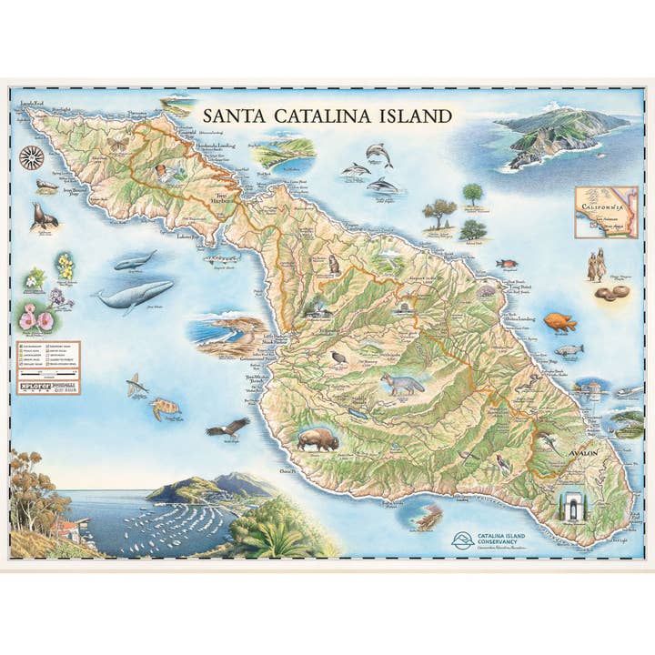 Carte dessinée à la main de l'île Santa Catalina pour la vente par XPLORER MAPS