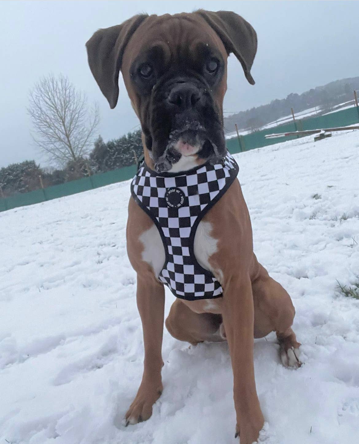 WOOF INC – Großhandel Haustiergeschirr – Hund – Verstellbares Hundegeschirr in Schwarz und Weiß mit Schachbrettmuster5