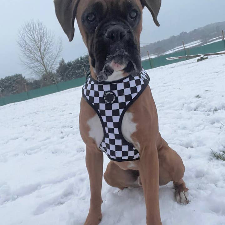 WOOF INC – Großhandel Haustiergeschirr – Hund – Verstellbares Hundegeschirr in Schwarz und Weiß mit Schachbrettmuster5