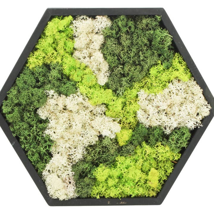 Moss Art in Wooden Frame - Hexagon Large for wholesale by Wildflowers by Floriette