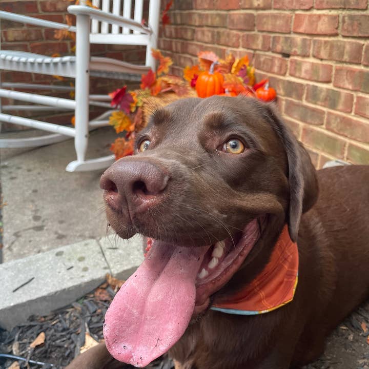 Franklin + Co. - Vente Bandana – chien - Charles - Bandana pour chien Scrunchie à carreaux avec feuillage d'automne brun et orange