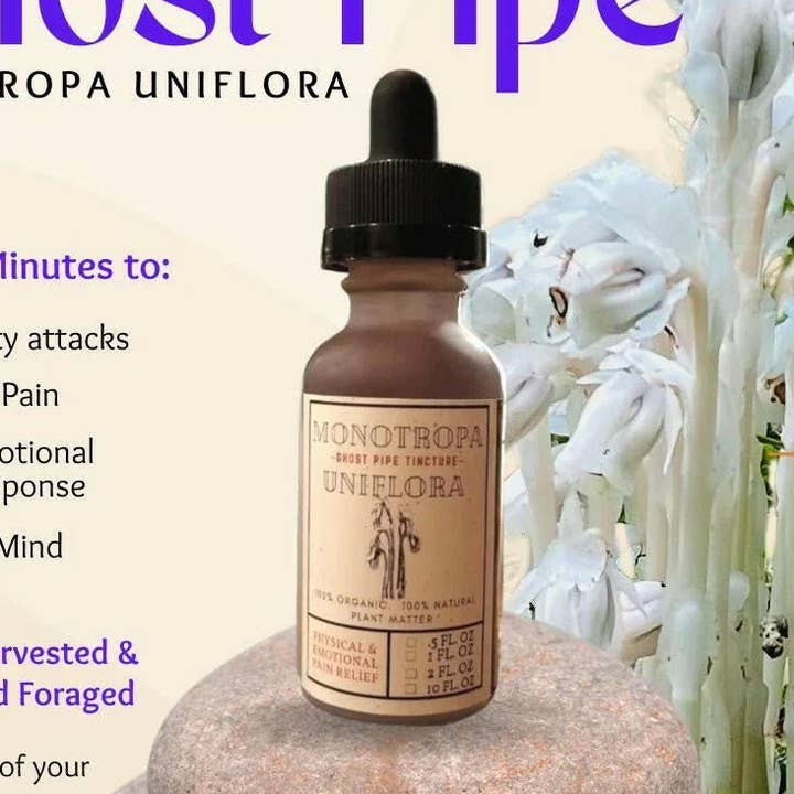 Pipa Ghost organica (Monotropa Uniflora) per la vendita all'ingrosso da parte di Back2Nature Herbals
