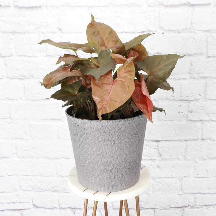 Thorsen's Greenhouse - Wholesale Plant Pot - 6.5" Decorative Pot Cover for Plants3