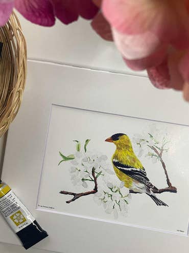 Amerikanischer Stieglitz - Giclée-Druck für den Großhandel von Bird Art by KB