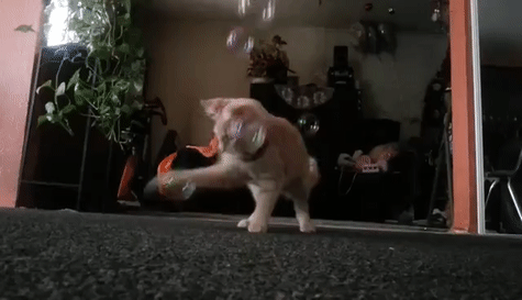 Atomic Bubbles - Wholesale Pet Toy - Cat - Kitty Love® - Catnip Infused Bubbles - 2 Pack4