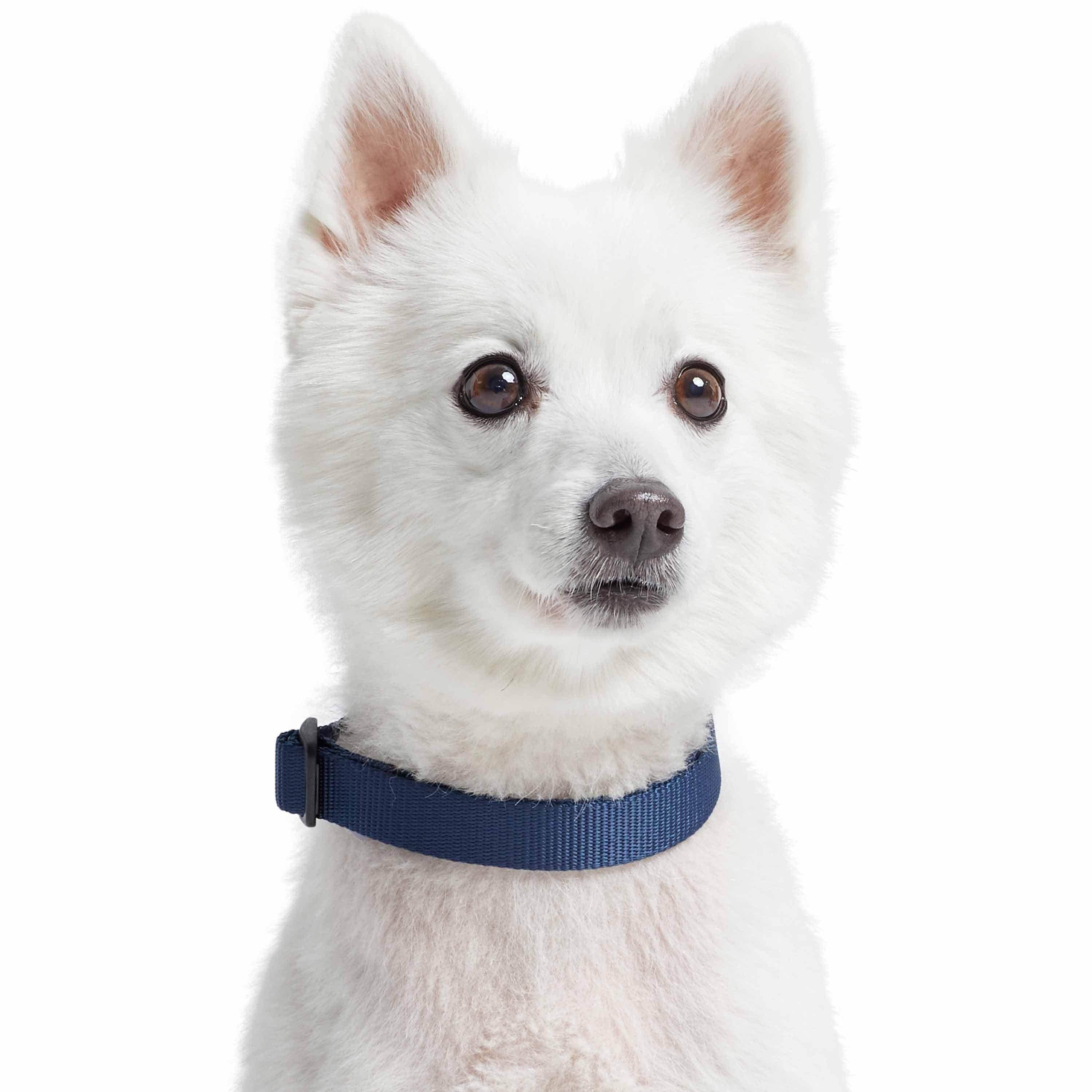 Blueberry Pet – Großhandel Haustierhalsband – Hund – 4 Farben, Klassisches Martingale-Hundehalsband11