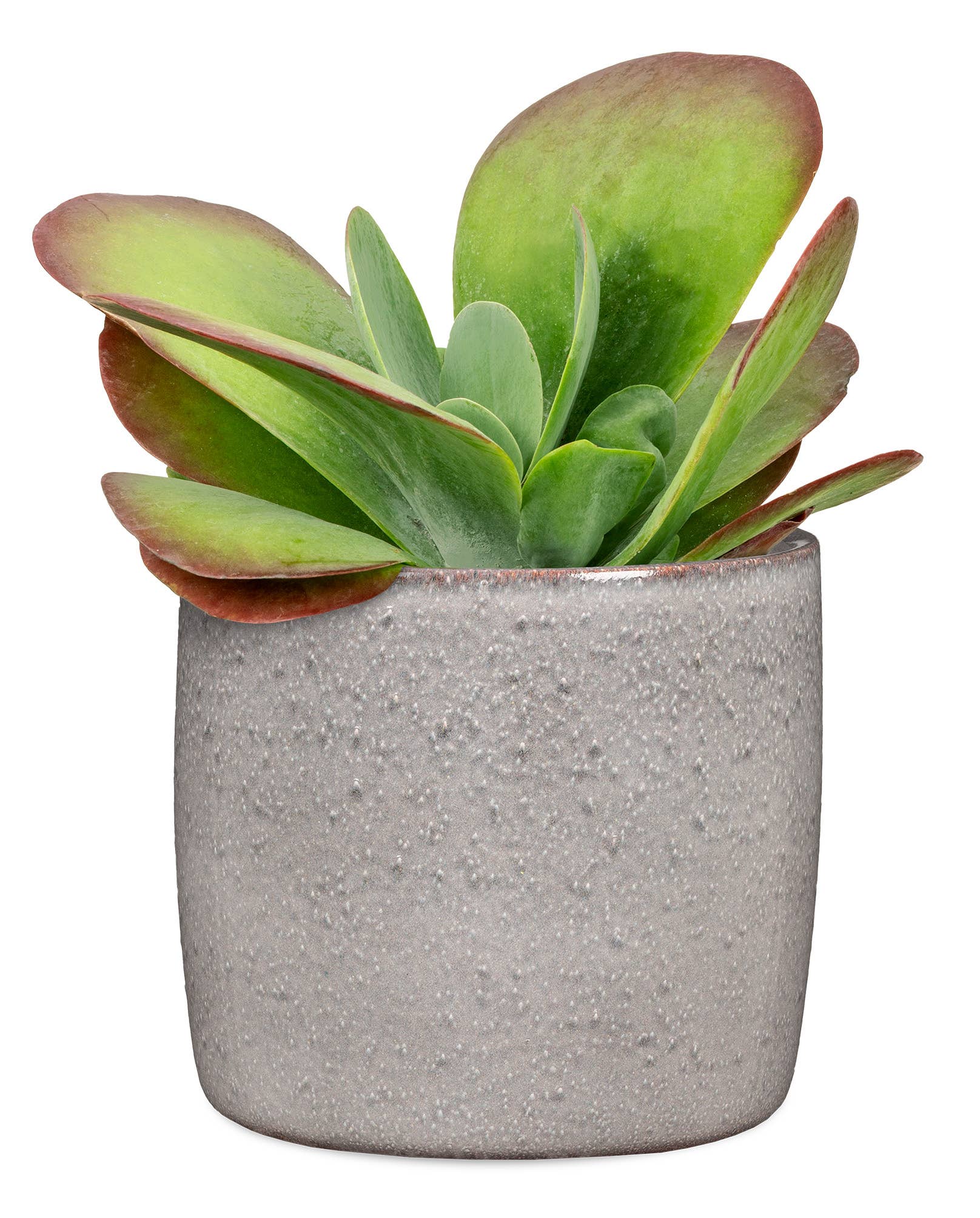 Scheurich - Wholesale Plant Pot - Set of 2 Solido 900 ceramic planters17