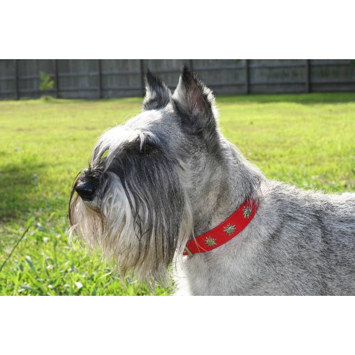 Alpen Schatz – wholesale Pet collar – Dog – 1 1/4" Medium Edelweiss Swiss Dog Collar