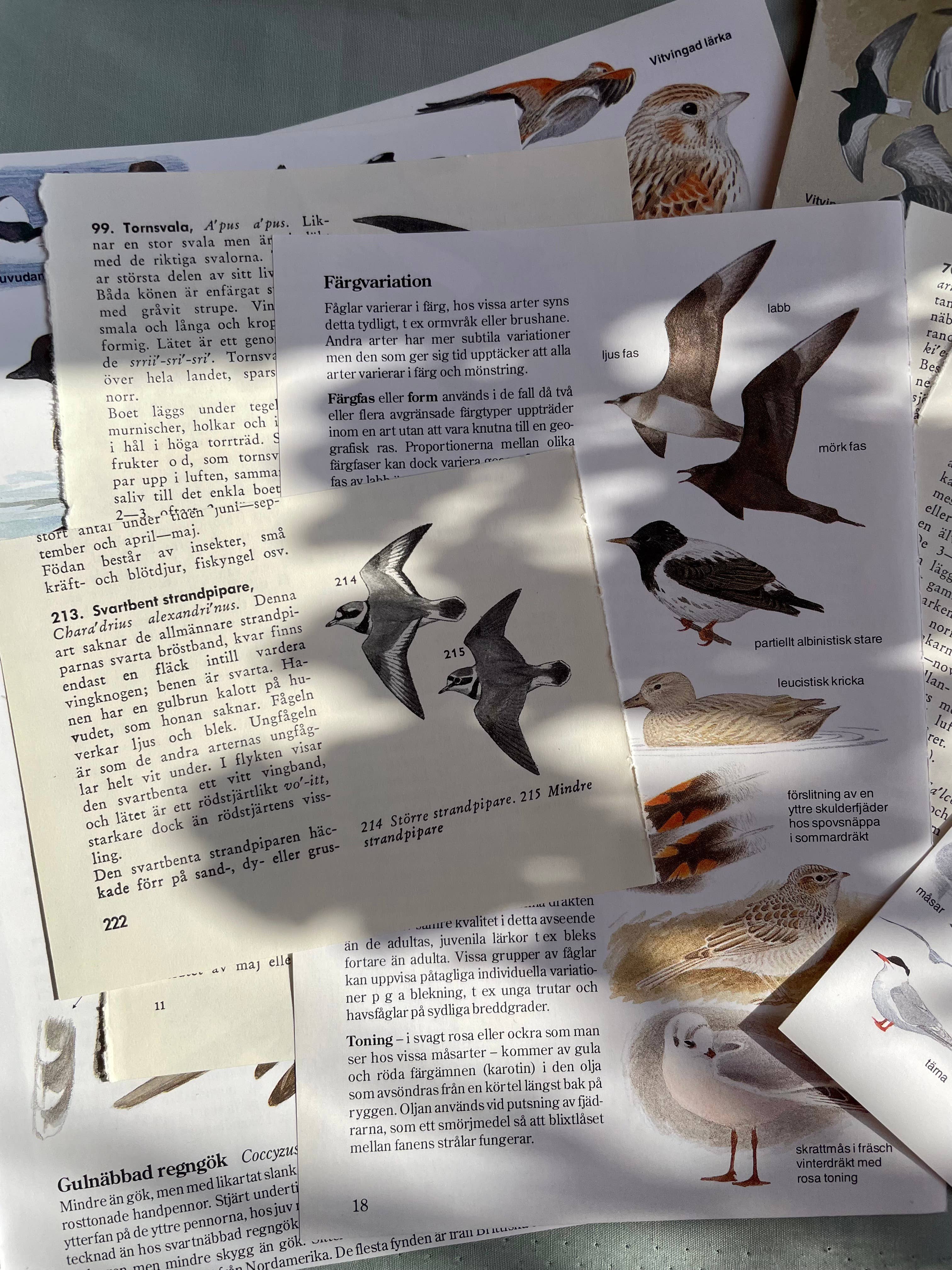 Eldfängda Design - Wholesale Scrapbook - Vintage paper ephemera bundle5