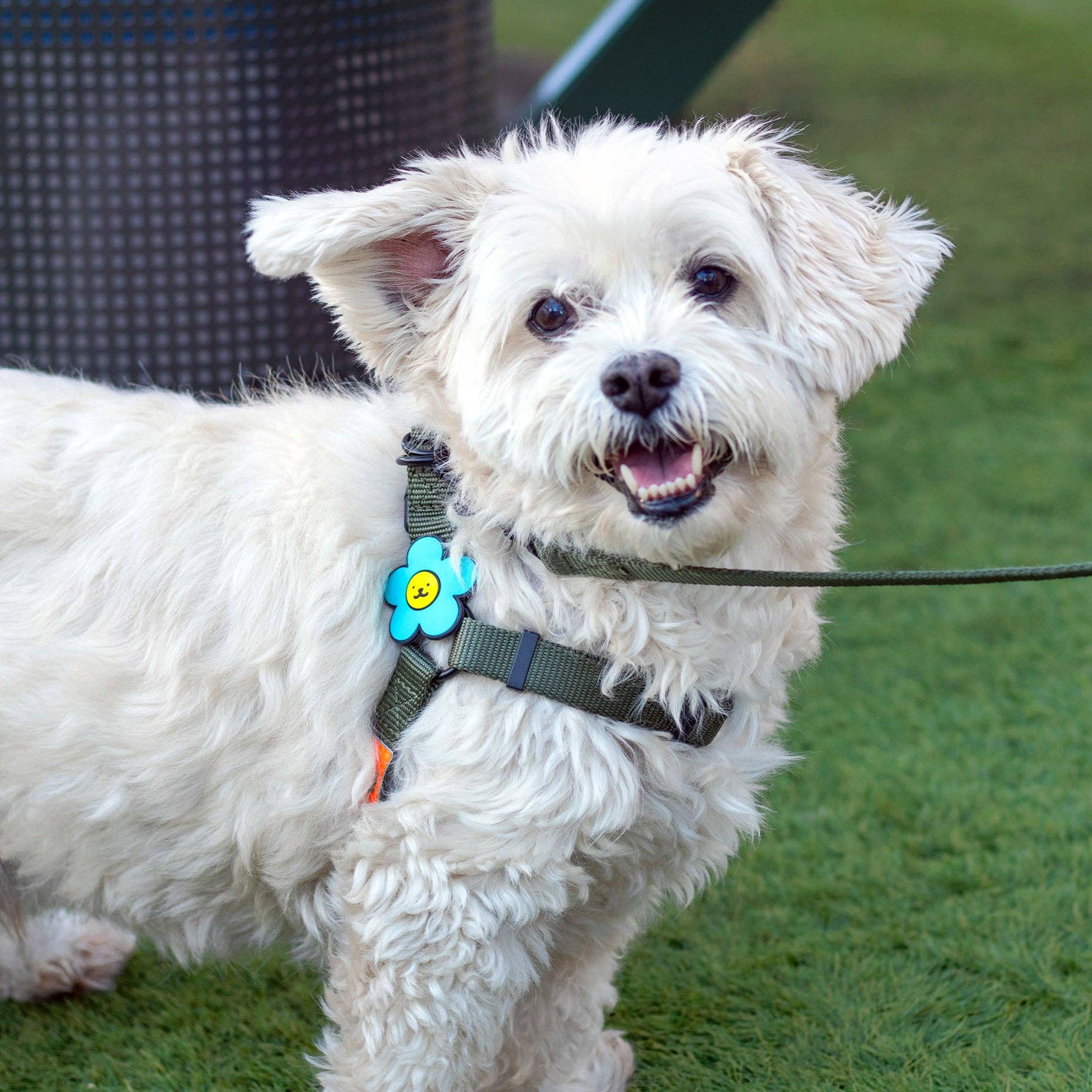 Daisy White Jiby Dog Charm for wholesale on Faire9