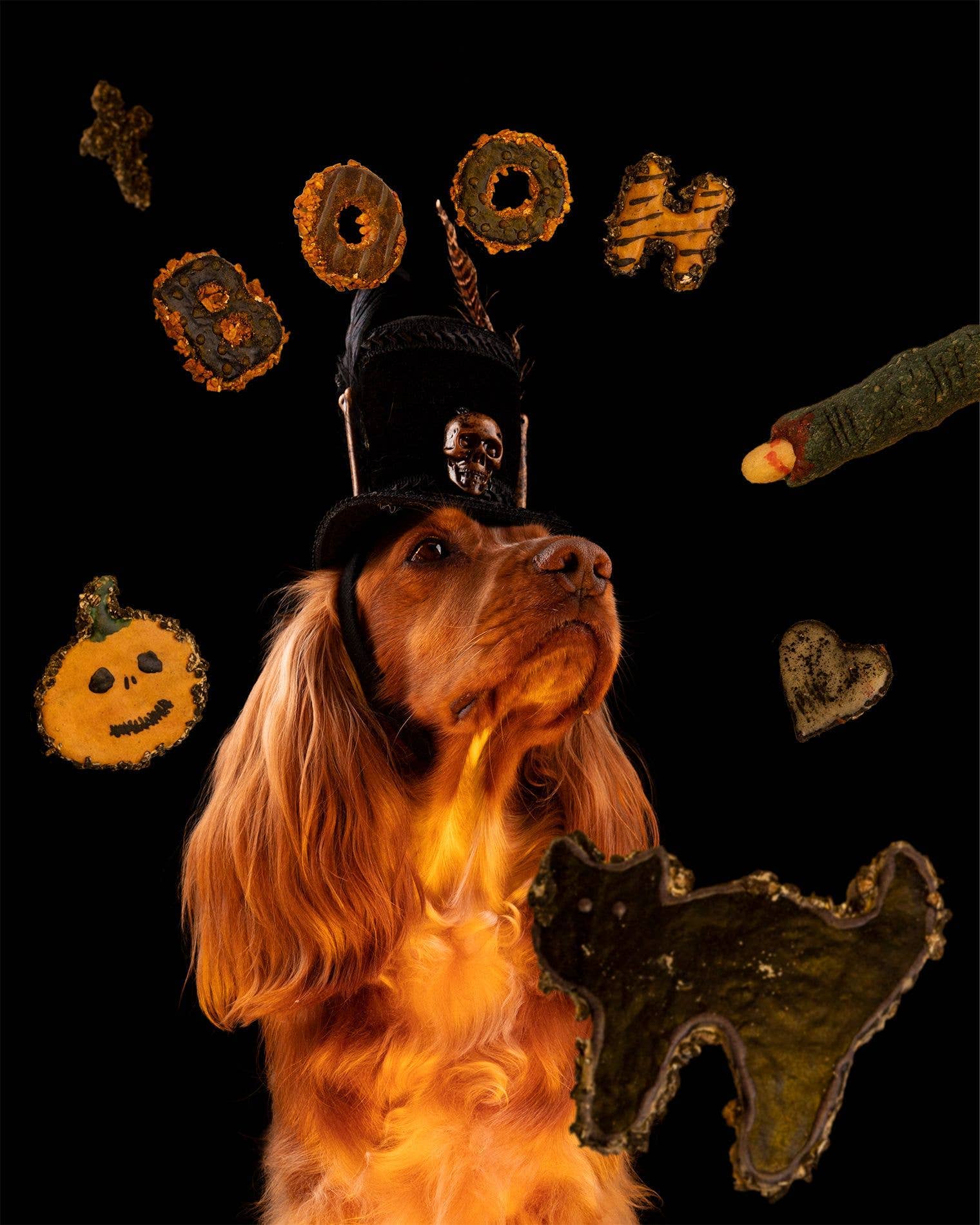 Belpharmed bv: Cooka's Cookies & Sensidog - Wholesale Pet Treats - Dog - Halloween - Spooky Box8