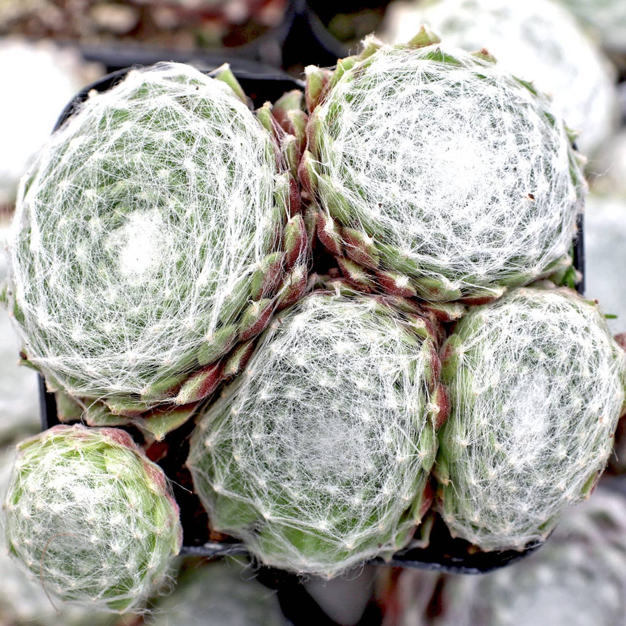 Best Plant Friend - Wholesale Succulent - Sempervivum 'Gorges de Daluis' - 2" Grower Pot1