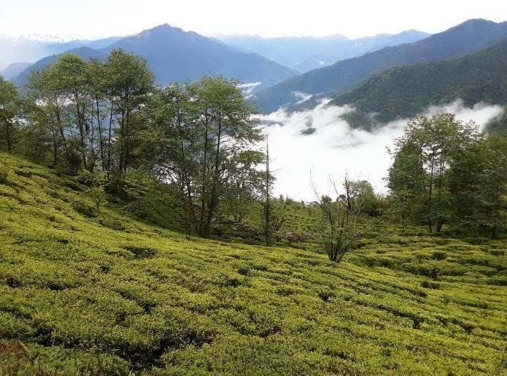 rami tea - Wholesale Loose Tea - Kalapani Junkiri2