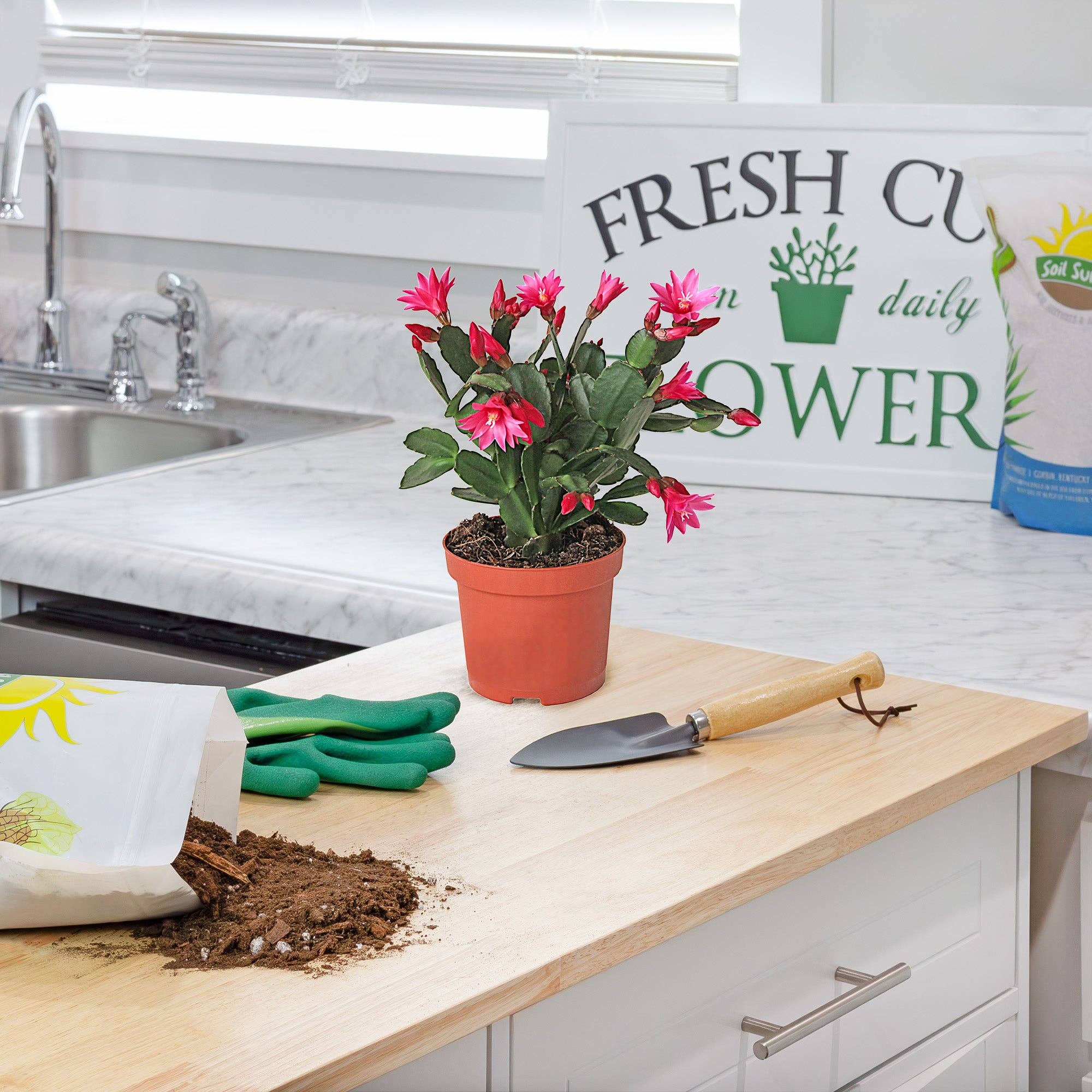 Kurated Korner – Großhandel Pflanz-/Blumenerde – Soil Sunrise Blumenerde-Mischung für Weihnachtskakteen5