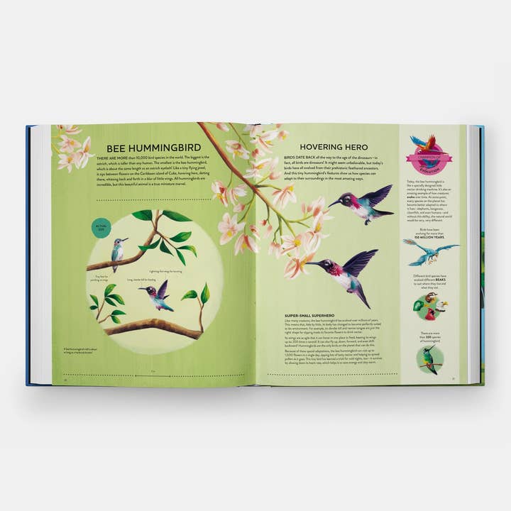 Phaidon - Wholesale Nature & Outdoors - Nature's Tiny Champions: The Big Book of Little Creatures4