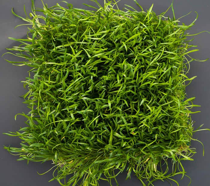 Wetplants - Wholesale Live Plant - Micro Sword Potted Plant1