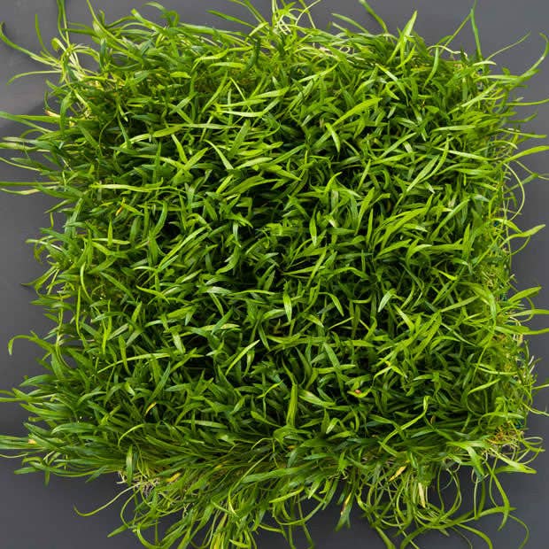 Wetplants - Wholesale Live Plant - Micro Sword Potted Plant1