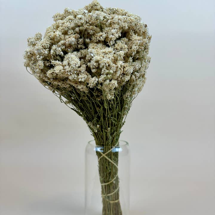 Lovejoy Farms Premium Dried Flowers - Venta al por mayor Flores secas/prensadas - Aquilea de Perla