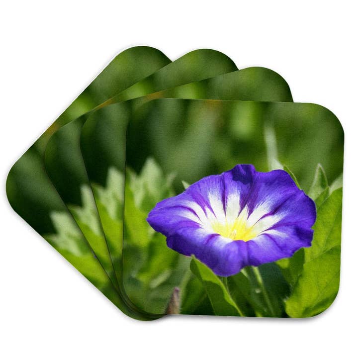 3dRose, Dwarf Morning Glory Convolvolus Tricolor Blue, Coaster for wholesale by 3dRose