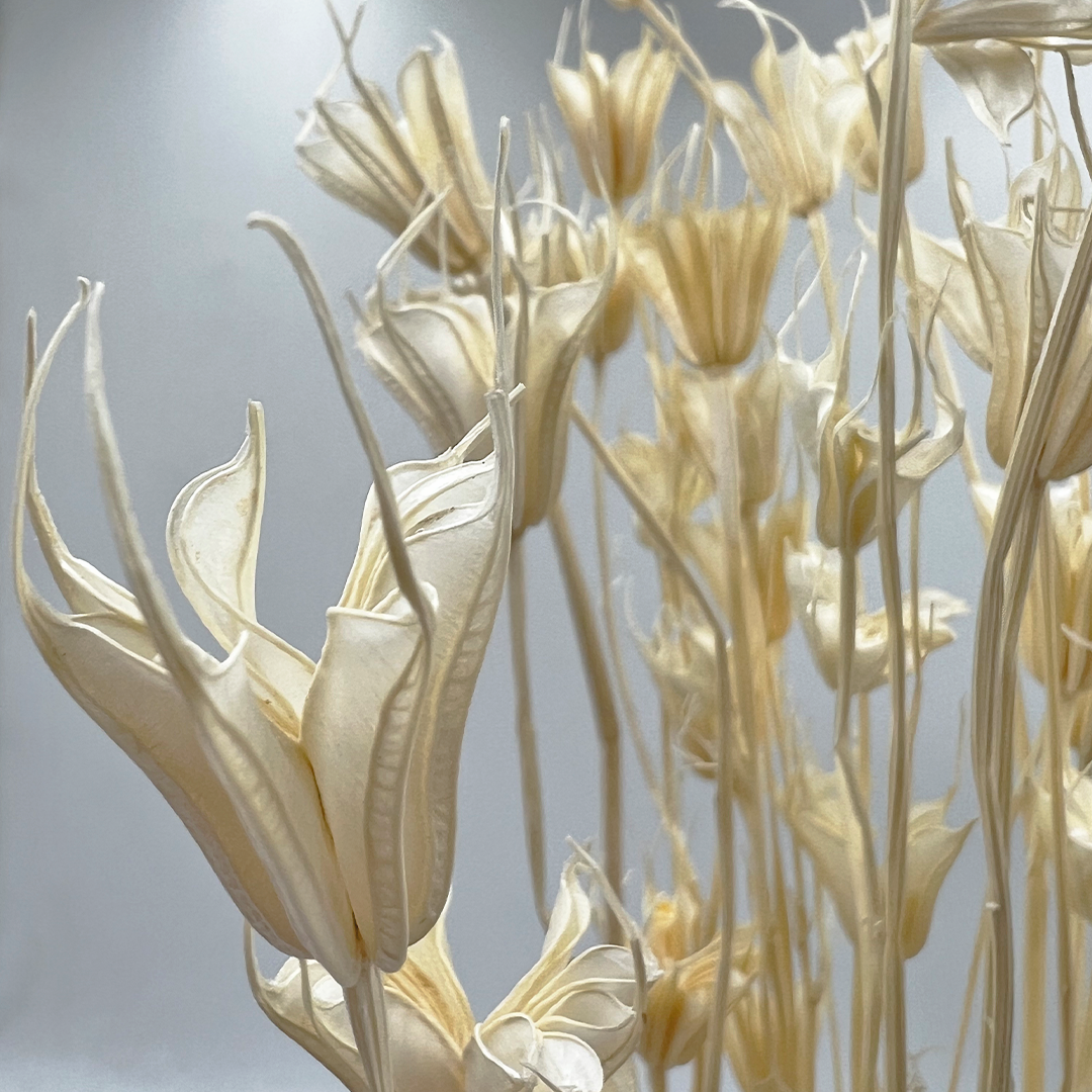 2626 Designs - Wholesale Dried/Pressed Flowers - Dried Octagon Flower, Nigella Orientalis-Love in a Mist, 24"15