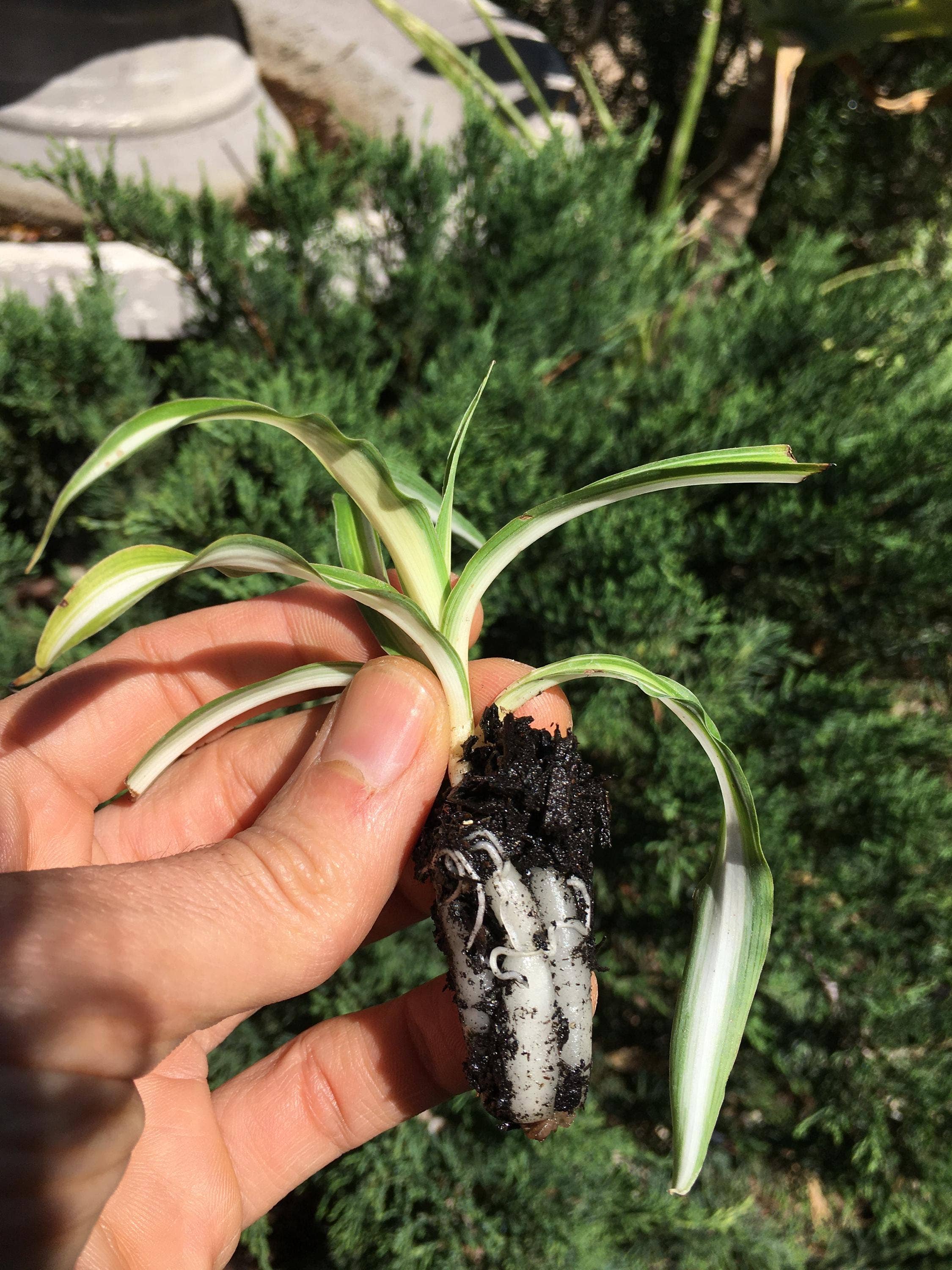 Wildheart Crystals – wholesale Live plant – Curly Bonnie Spider Plant - Rooted Air Purifier8