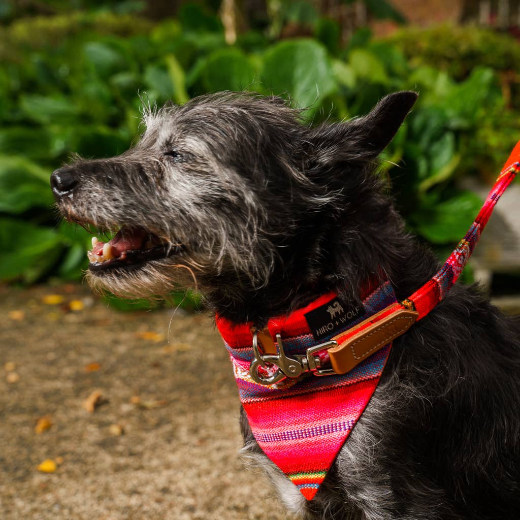 Hiro + Wolf - Wholesale Pet Collar - Dog - Inca Orange Dog Collar3
