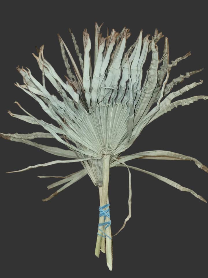 Dried Palmetto Fans - Rare Natural Palm for wholesale by Backwoods Foliage