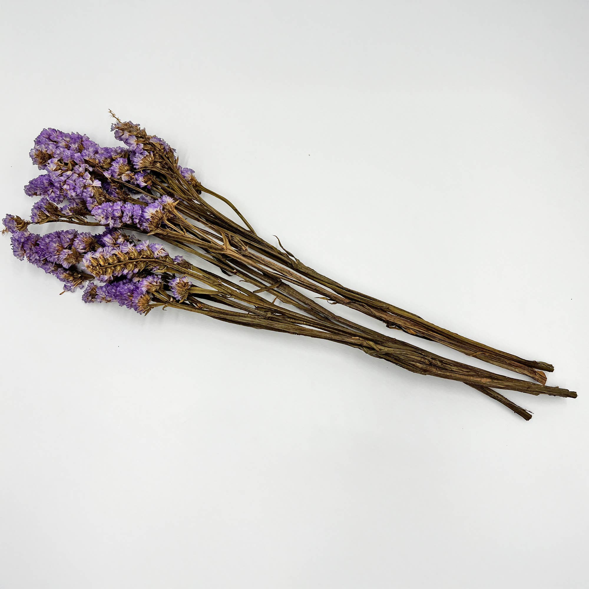 2626 Designs – Flores secas/prensadas por atacado – Ramos de Miosótis Preservados Secos 53 cm Várias Cores5