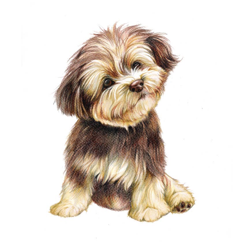 Animal Prints - Wholesale Magnet - Fridge Magnet - Little Dog Boomer0