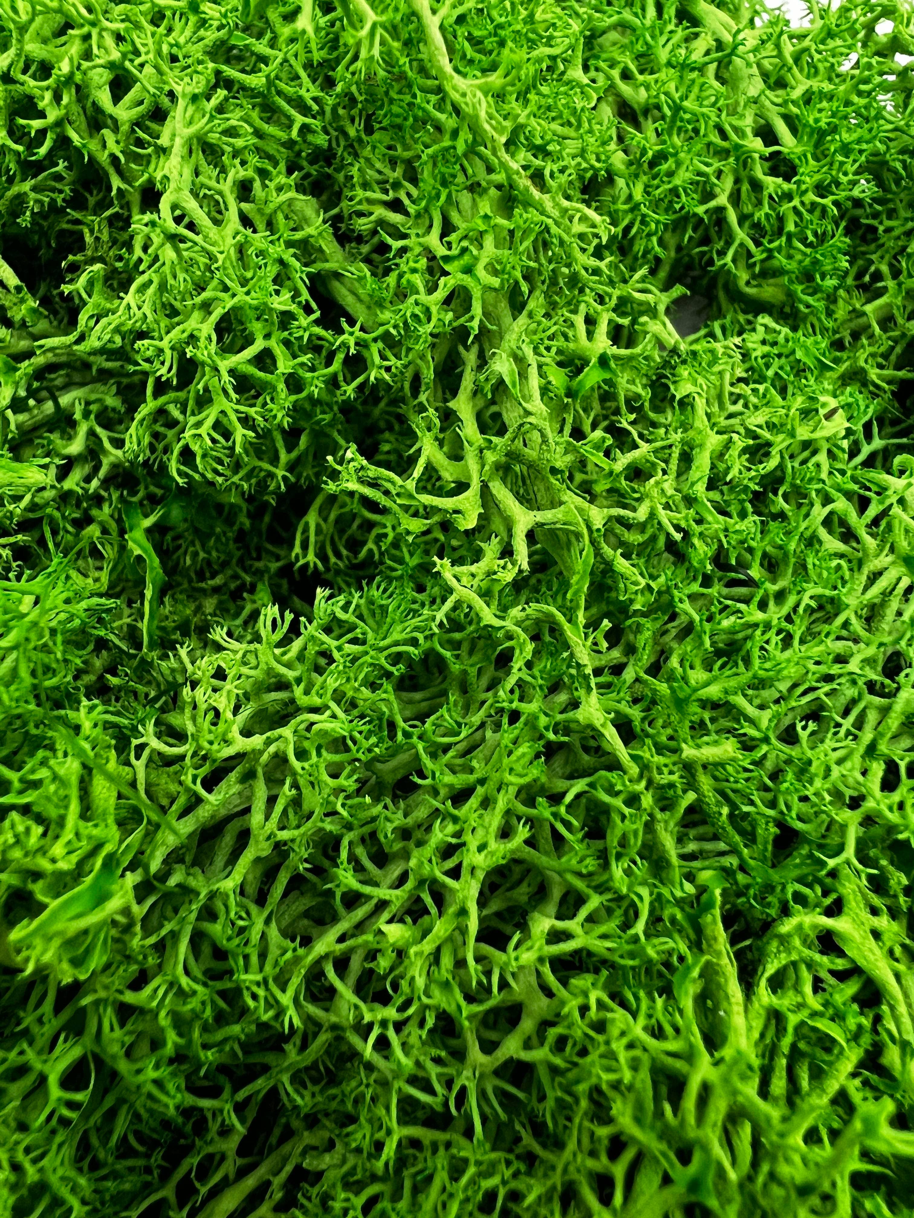 2626 Designs - Wholesale Dried/Pressed Flowers - Preserved Reindeer Moss in Multiple Colors19