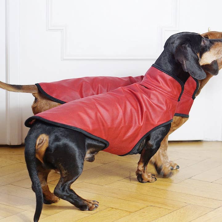 Dachshund Couture - Wholesale Pet Raincoat - Dog - Dog raincoat Friedrich1