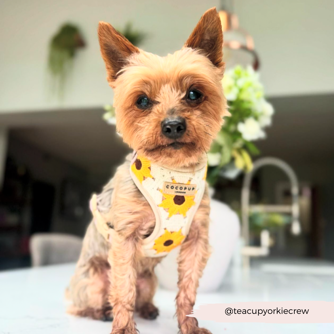Cocopup London - Wholesale Pet Harness - Dog - Sunflower Patch Adjustable Neck Harness31