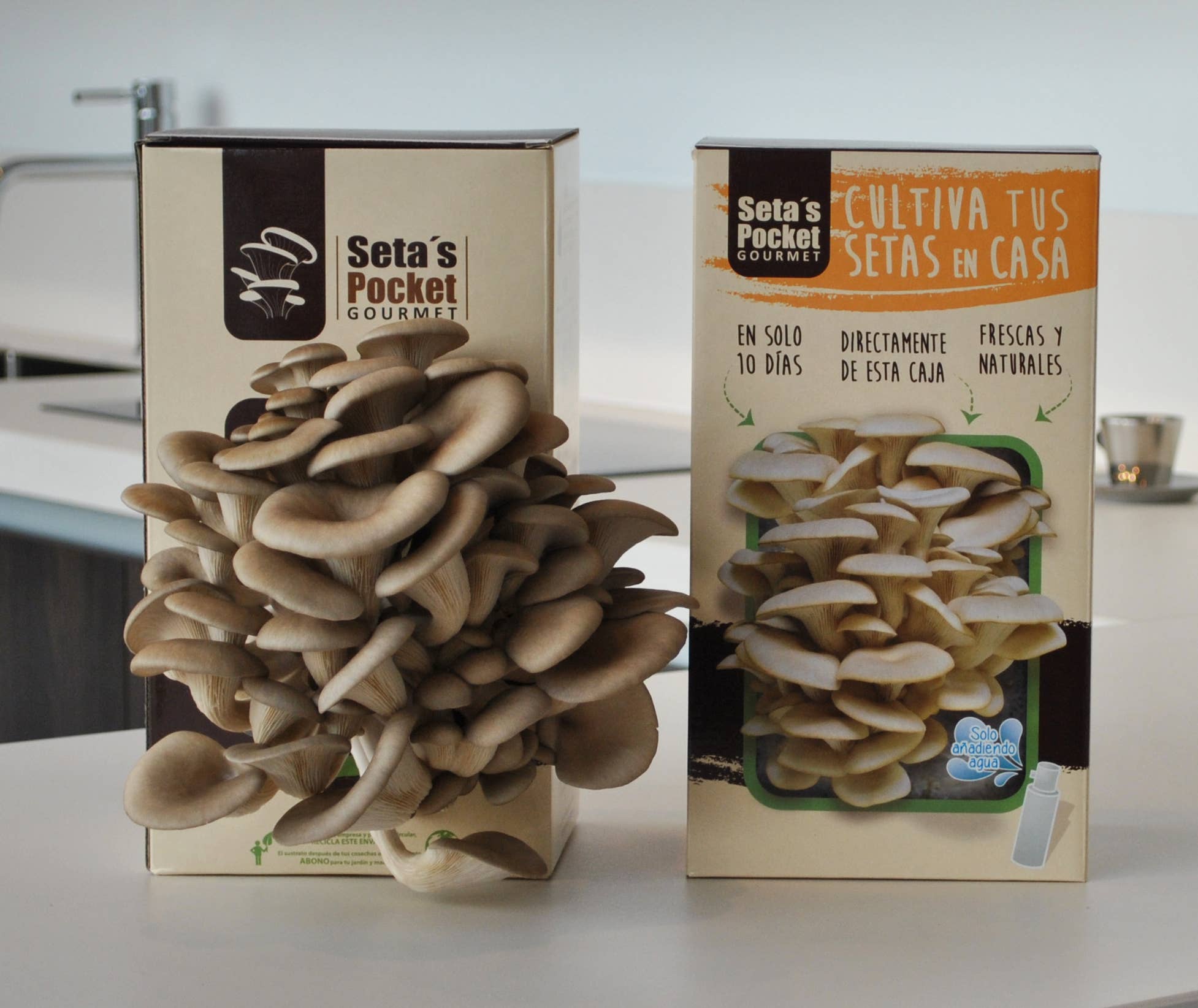 Garden Pocket – Großhandel DIY-Lebensmittelkit – UD - Gourmet-Pilze im Pocket-Format6
