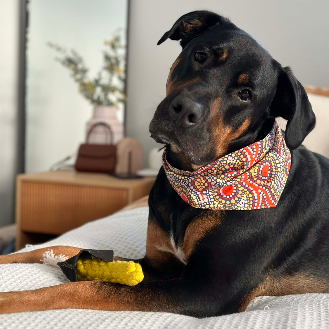 Outback Tails – Engroshandel Bandana - Hund – Hundebandana - Snake Dreaming2