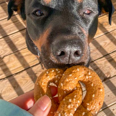 Big Head Barkery - Wholesale Pet Treats - Dog - Cheddar Cheese Dog Treats – Parmesan Pretzel Dog Biscuits2