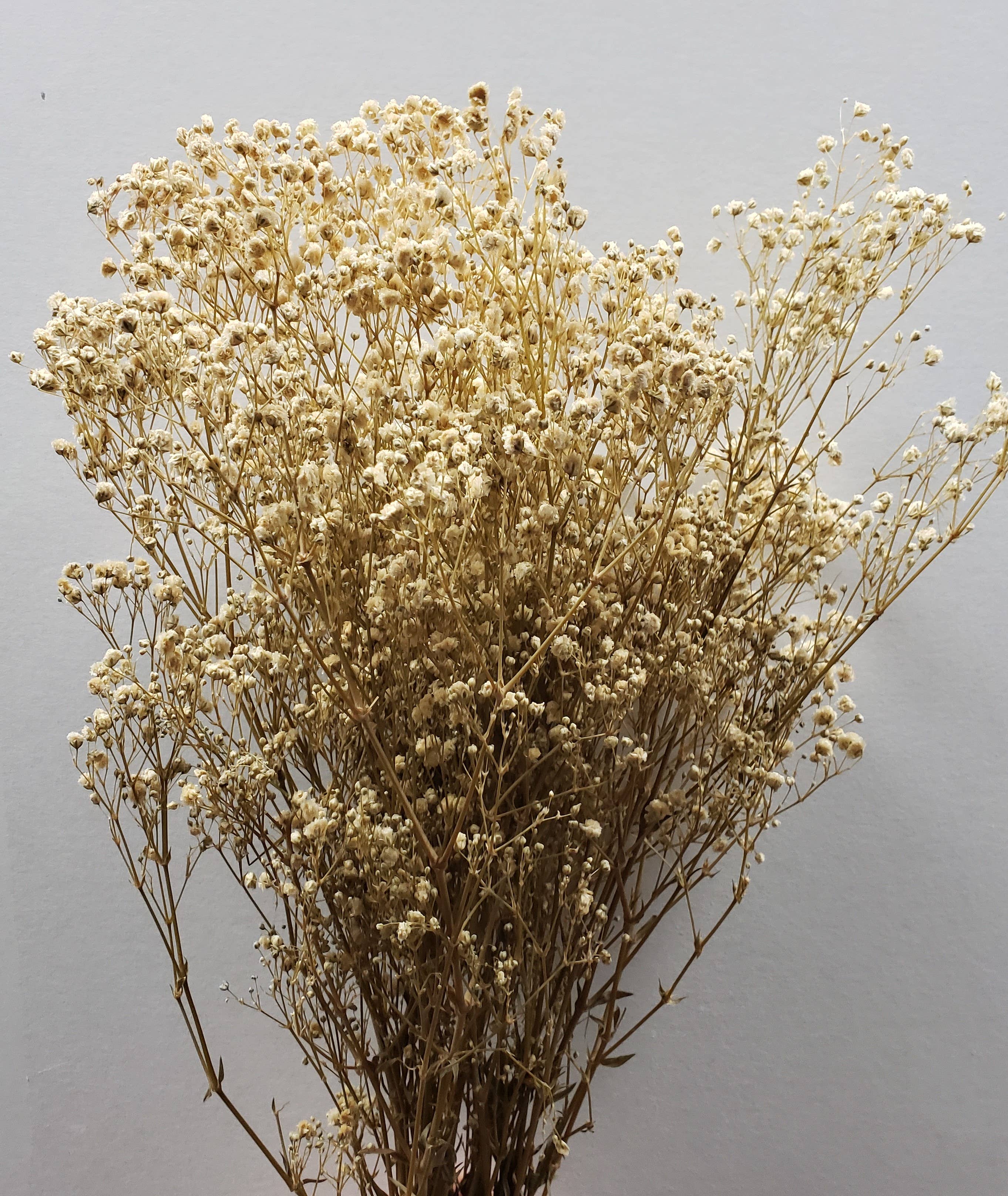 BLOOMINGFUL.COM - Wholesale Dried/Pressed Flowers - Preserved Gypsophila, Baby's Breath - Off-White / Champagne1