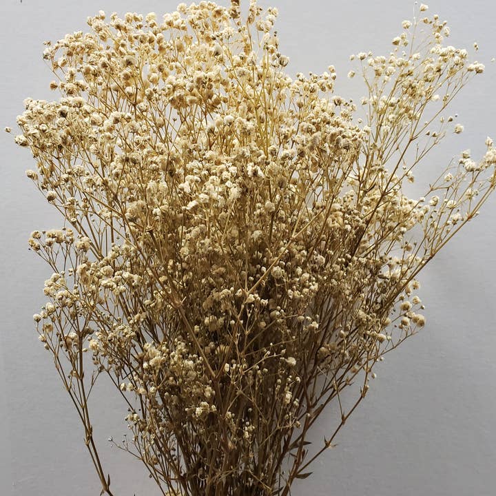 BLOOMINGFUL.COM - Wholesale Dried/Pressed Flowers - Preserved Gypsophila, Baby's Breath - Off-White / Champagne1