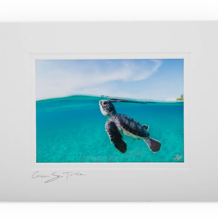 Tortue de mer verte AE3R3239 pour la vente par Ben Hicks Fine Art