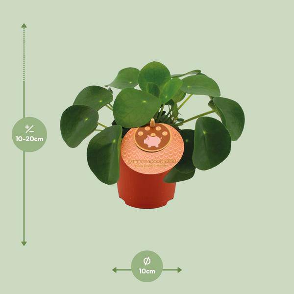 Oasis of Life - Vente Plante - Pilea Peperomioides – Arbre à monnaie chinois – Ø11cm – ↕15cm – Plante d'intérieur à feuilles rondes – Facile d'entretien & décorative – Plante de chance & de prospérité1