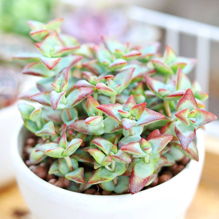 Crassula Rupetris High Voltage - Live 2in/4in Succulent for wholesale by Best Plant Friend