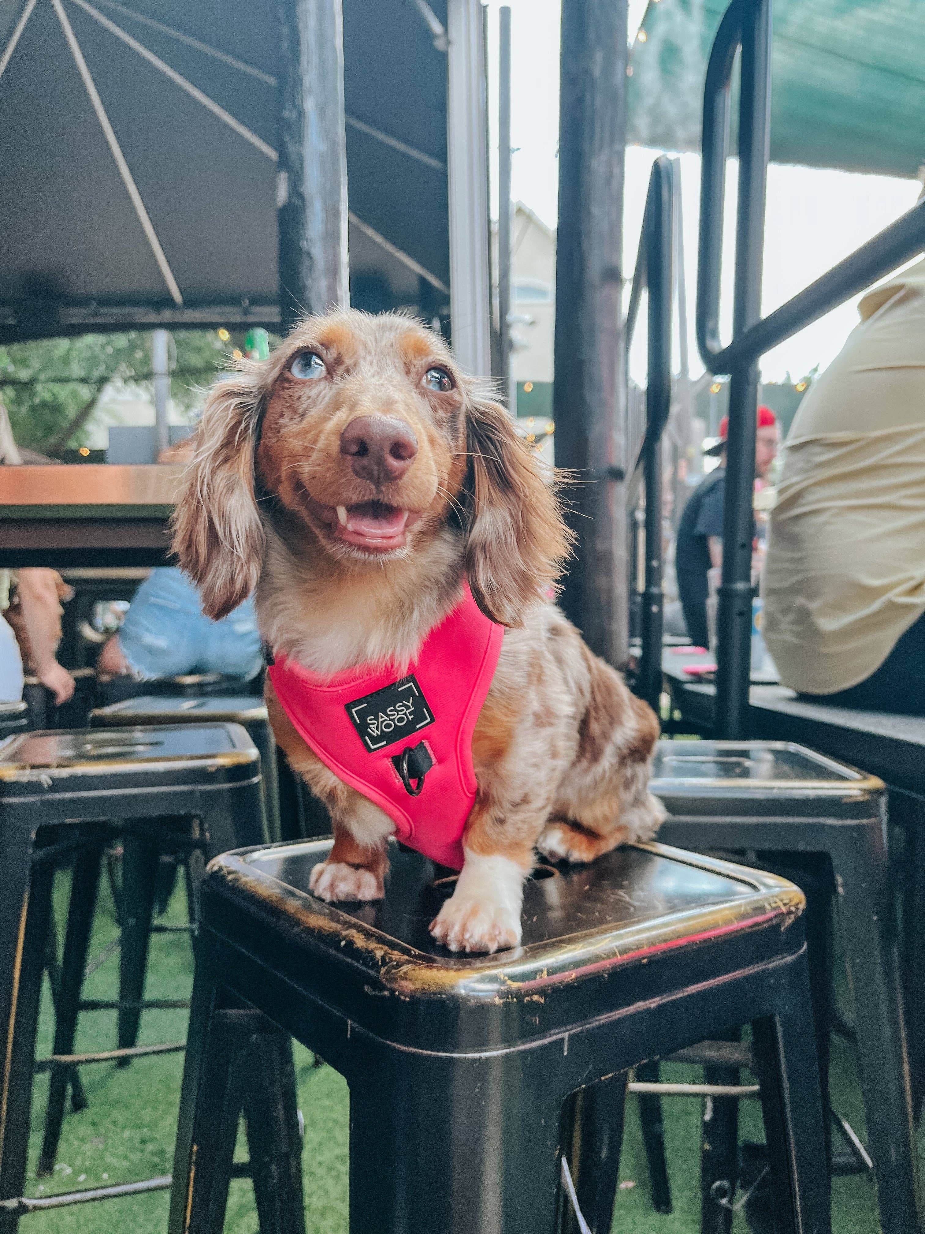 SASSY WOOF - Wholesale Pet Harness - Dog - Dog Adjustable Harness - Neon Pink14