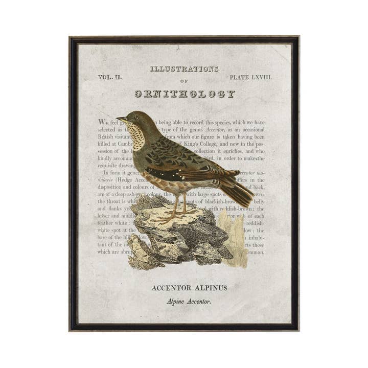 Alpine Accentor Ornithology Bookplate for wholesale by Antique Curiosities Inc