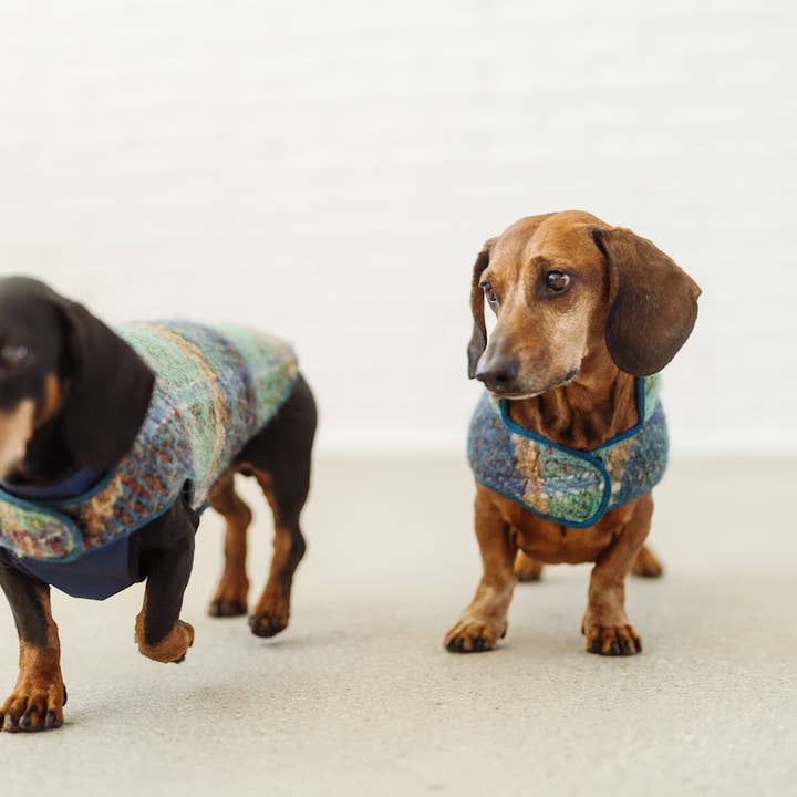 Dachshund Couture - Vendita all'ingrosso Cappotto - Cani - Cappotto bassotto tartan turchese Gauguin