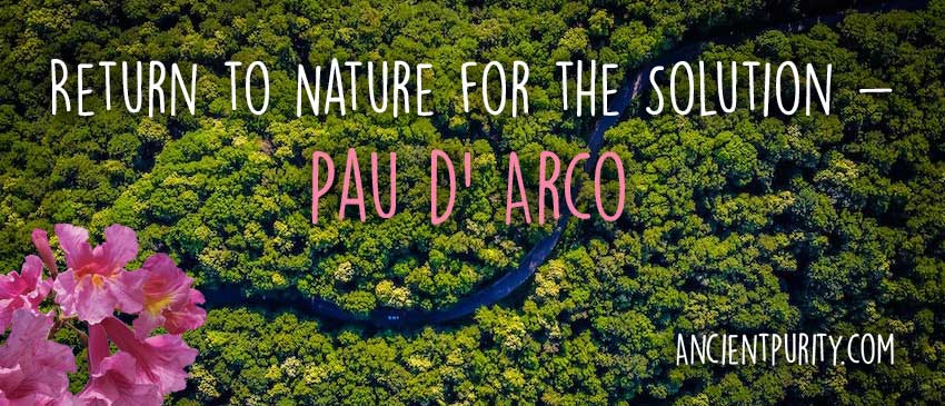 Ancient Purity – wholesale Löst te – Pau d'Arco 180g (Inre Bark) Mitokondrier / NAD+/ Brun Fett4