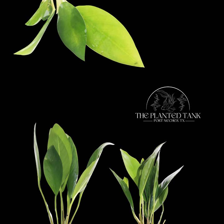 Anubias Congensis ~ Medium Bare Root Plant for wholesale by The Planted Tank