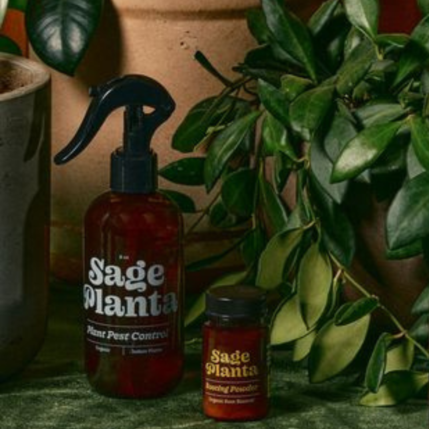 Sage Planta - Vendita all'ingrosso Repellenti per insetti - Spray antiparassitico per piante da interno1